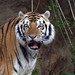 Mike Tiger Photo 33