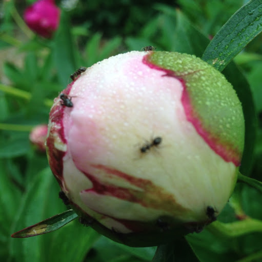 Lu Chen Photo 17 Lu Chen Photo 17