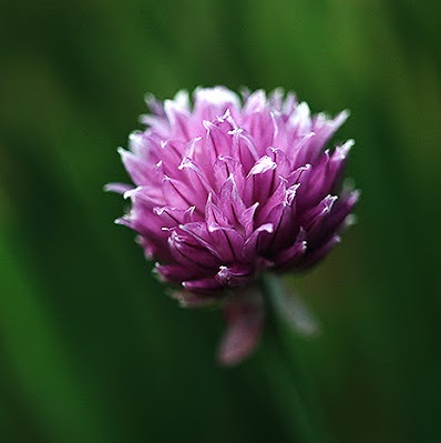 Crystal Devine Photo 8