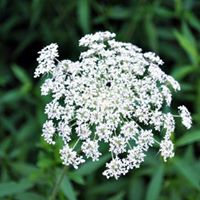 Dawn Lassiter Photo 5