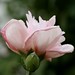 Judith Rose Photo 29