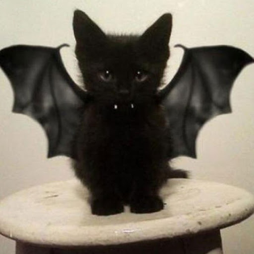 Steven Nicholas Photo 13