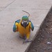 Martin Parrot Photo 10