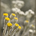 Dusty Miller Photo 12