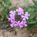 Annie Bloom Photo 5