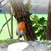 Robin Flint Photo 31
