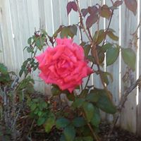 Gloria Cox Photo 27 Gloria Cox Photo 27