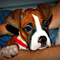 Matthew Blair Photo 15