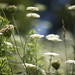 Anne Fuller Photo 32