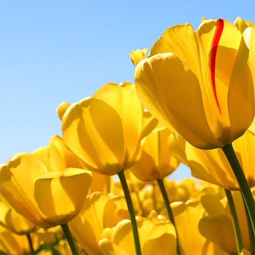 Irene Whitehead Photo 12