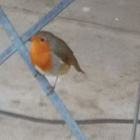 Phyllis Mccrae Photo 2