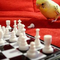 Carolina Cheng Photo 2