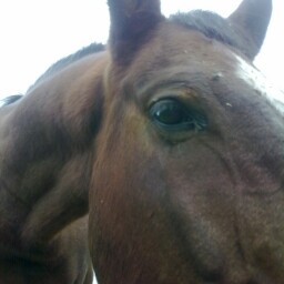 Debbie Higgs Photo 7