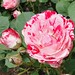 Edgar Rose Photo 5