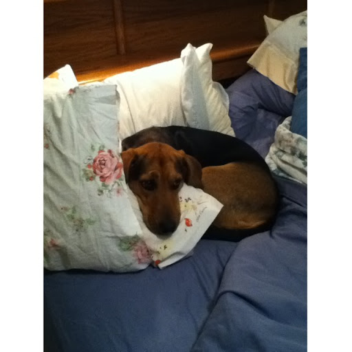 Laurie Harvey Photo 19