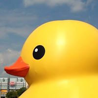 Susan Crowe Photo 24