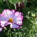 Connie Hanson Photo 23