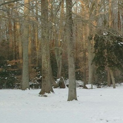 Robert Savoy Photo 30