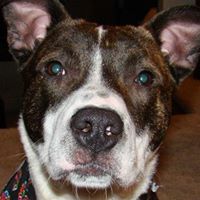 Nick Amodio Photo 15