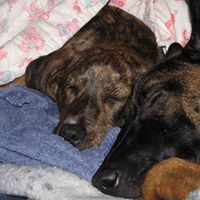 Lisa Shepard Photo 41