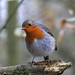 Robin Sharp Photo 22