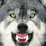 Steve Wolff Photo 13