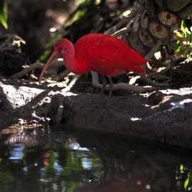 Ronnie Williamson Photo 30