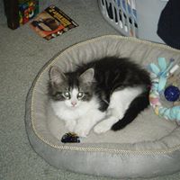 Cheryl Knopp Photo 19