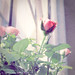 Laura Tuttle Photo 30
