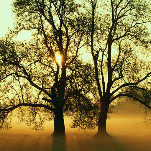 Tonya Taylor Photo 33