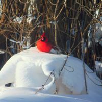 Darlene Watson Photo 7