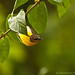 Shailendra Singh Photo 32