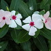 Elizabeth Conn Photo 28