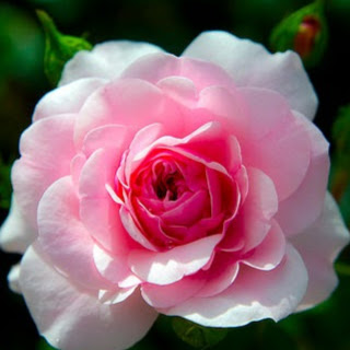 Thu Do Photo 26