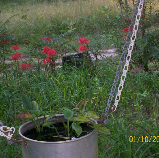 Shirley Watson Photo 5