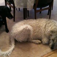 Susan Holton Photo 16