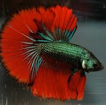 Franklin Felix Photo 2