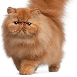 Margaret Malone Photo 5