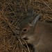 Karen Hare Photo 24