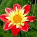 David Kummer Photo 11