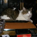 David Mcnutt Photo 43