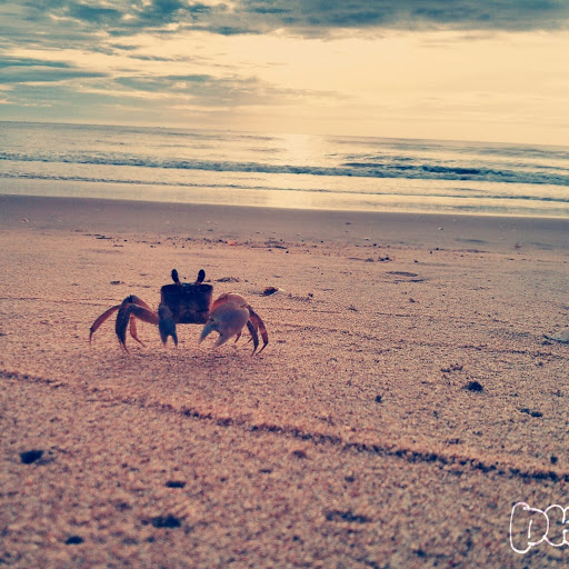 Ann Chapman Photo 44