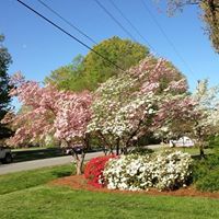 Cynthia Gough Photo 12