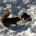 Raymond Snow Photo 24