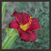 Judith Younger Photo 10