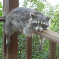 Robin Gorman Photo 20