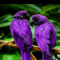 Sharon Hicks Photo 11