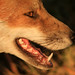 Harry Fox Photo 7
