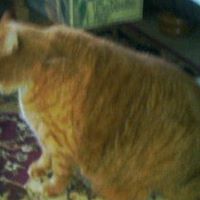 Alice Johnson Photo 37