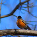 Robin Smallwood Photo 26